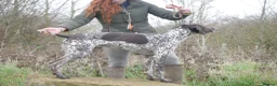 German Shorthaired Pointer dogs for stud: PROVEN KC REG German shorthaired Pointer Stud - Advert 3