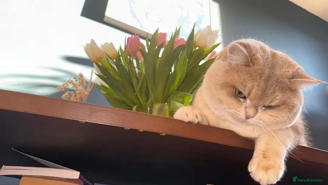 British Shorthair cats for stud: Leo looking for girls  in Edinburgh - Advert 5