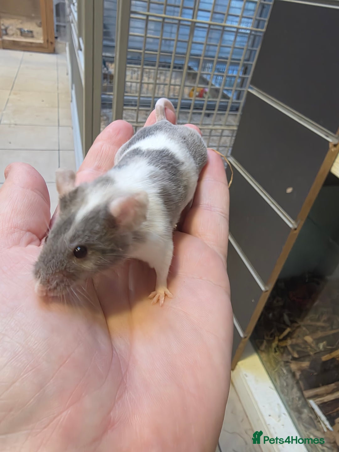 Mouse rodents for sale: Mice, males and females  - Advert 27