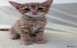 Mixed Breed cats for sale: Cute kittens looking for nice home  - Image 13
