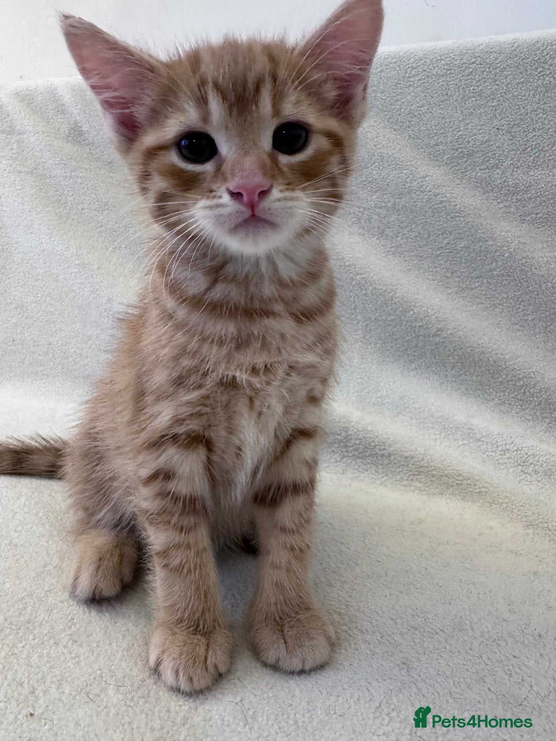 Mixed Breed cats for sale: Cute kittens looking for nice home  - Image 13
