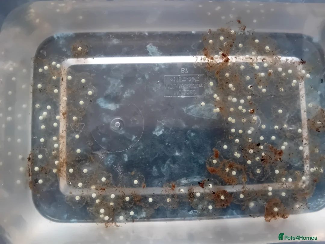 Axolotl reptiles for sale: Axolotl Eggs Available - please read first - Advert 3