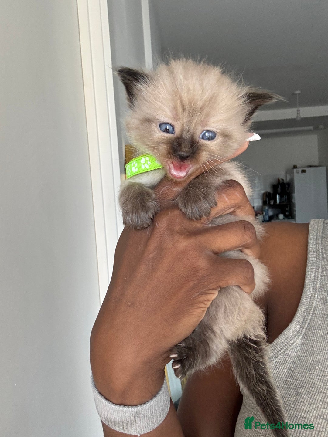 Ragdoll cats for sale:  Gorgeous fluffy chocolate ragdoll kittens🐾🥹 - Image 14