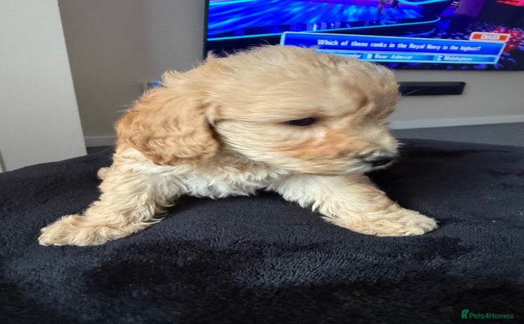 Cockapoo dogs - Advert 3