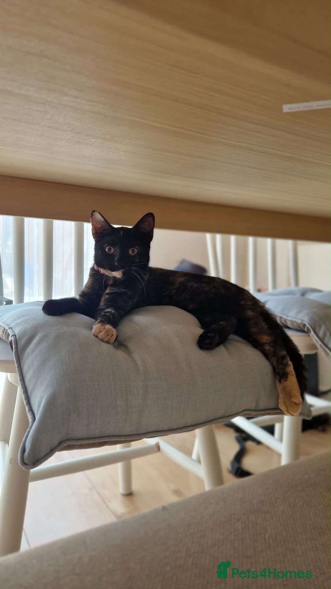 Mixed Breed cats for sale: Female tortoiseshell&bengal mix kitten - Advert 4