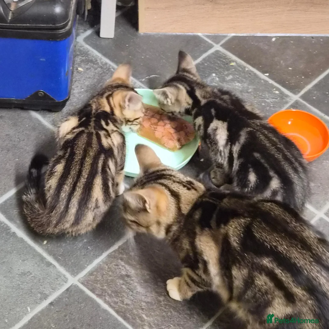 Domestic Shorthair cats for sale: Two male kittens ready to go in Lancaster - Advert 1