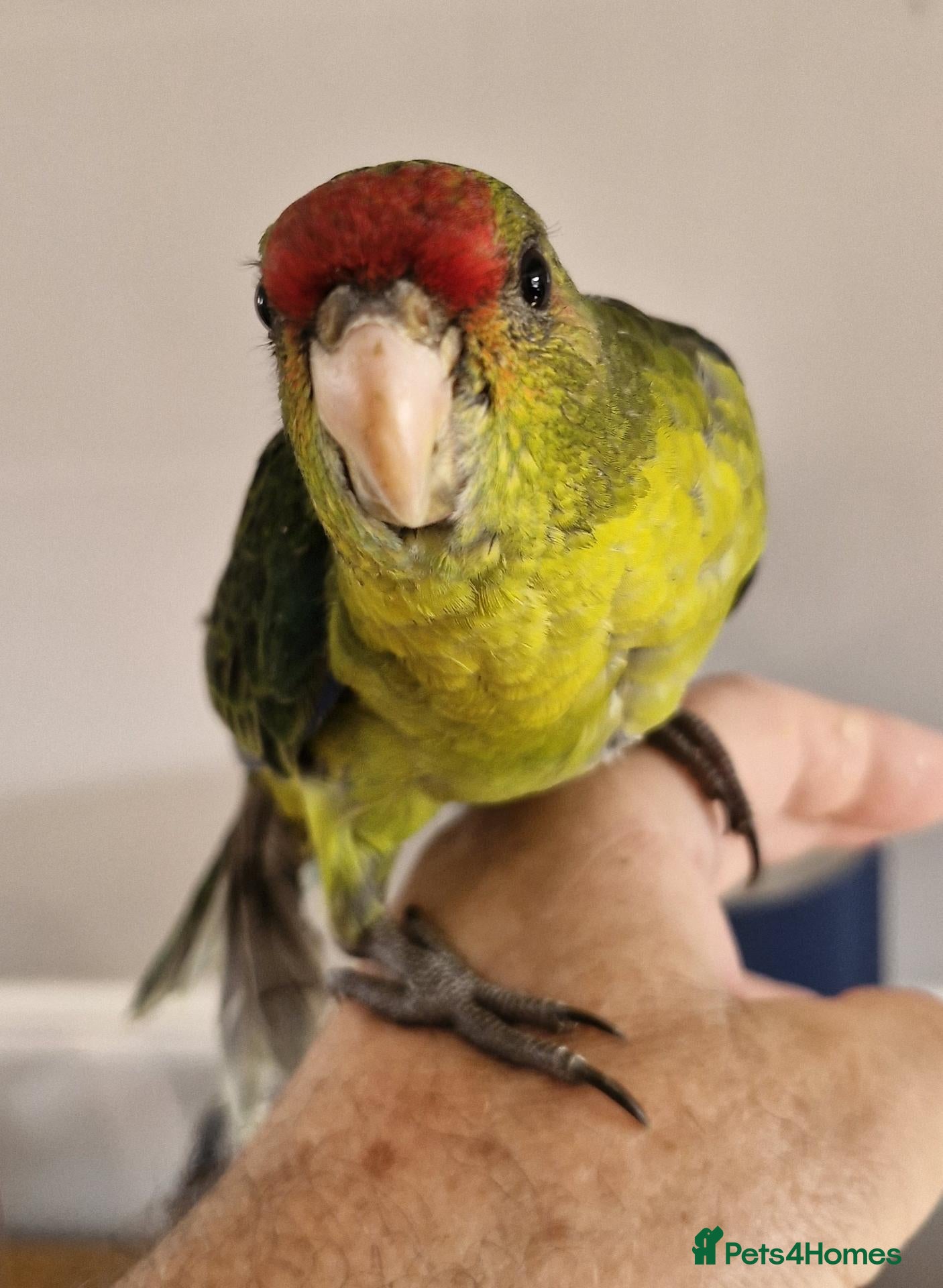 Mixed Breed birds kakariki - Advert 2