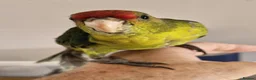 Mixed Breed birds for sale: kakariki - Advert 1
