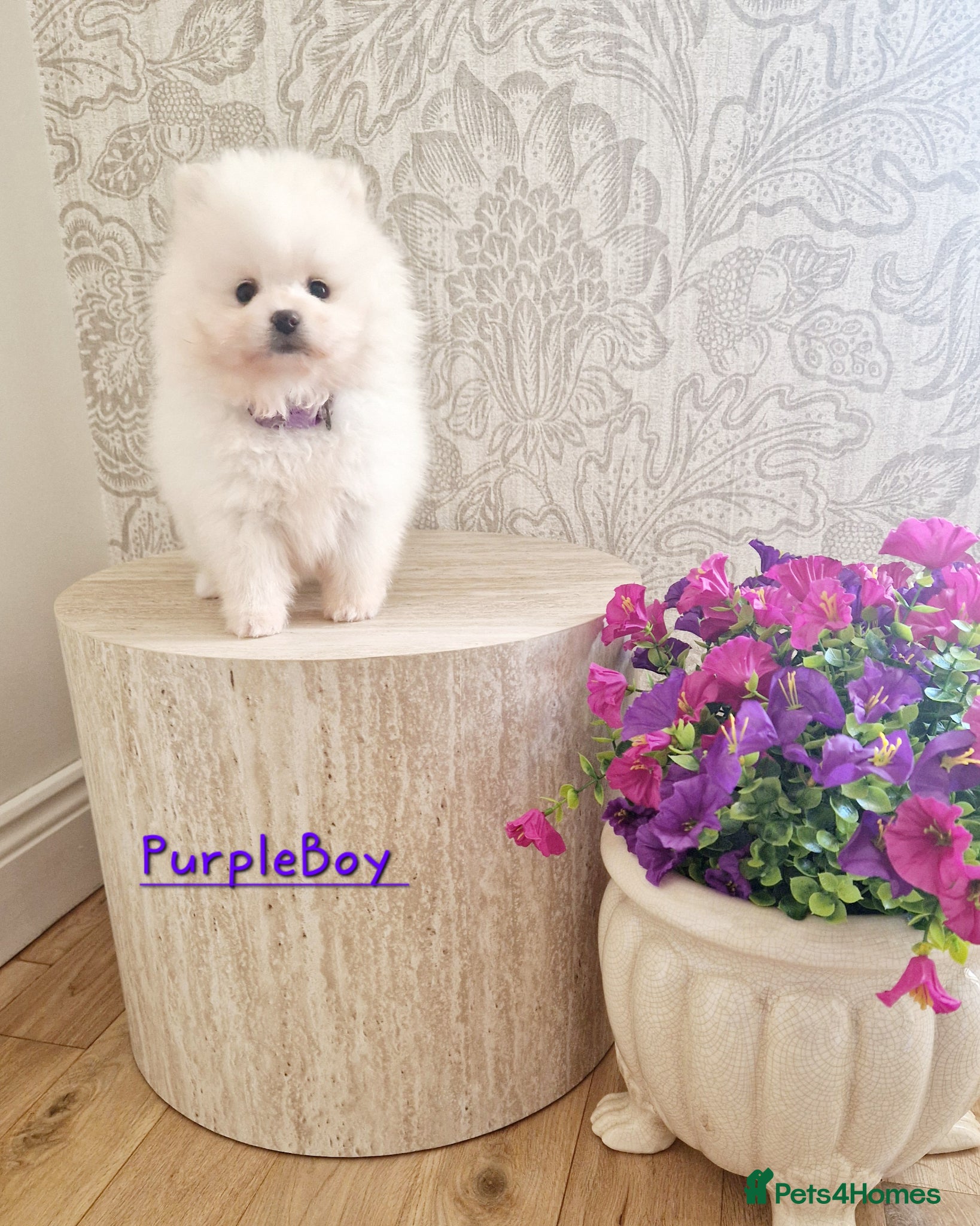 Pomeranian dogs White Pomeranian Males - Advert 1
