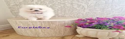 Pomeranian dogs for sale: White Pomeranian Males - Advert 5