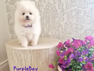Pomeranian dogs White Pomeranian Males - Advert 1