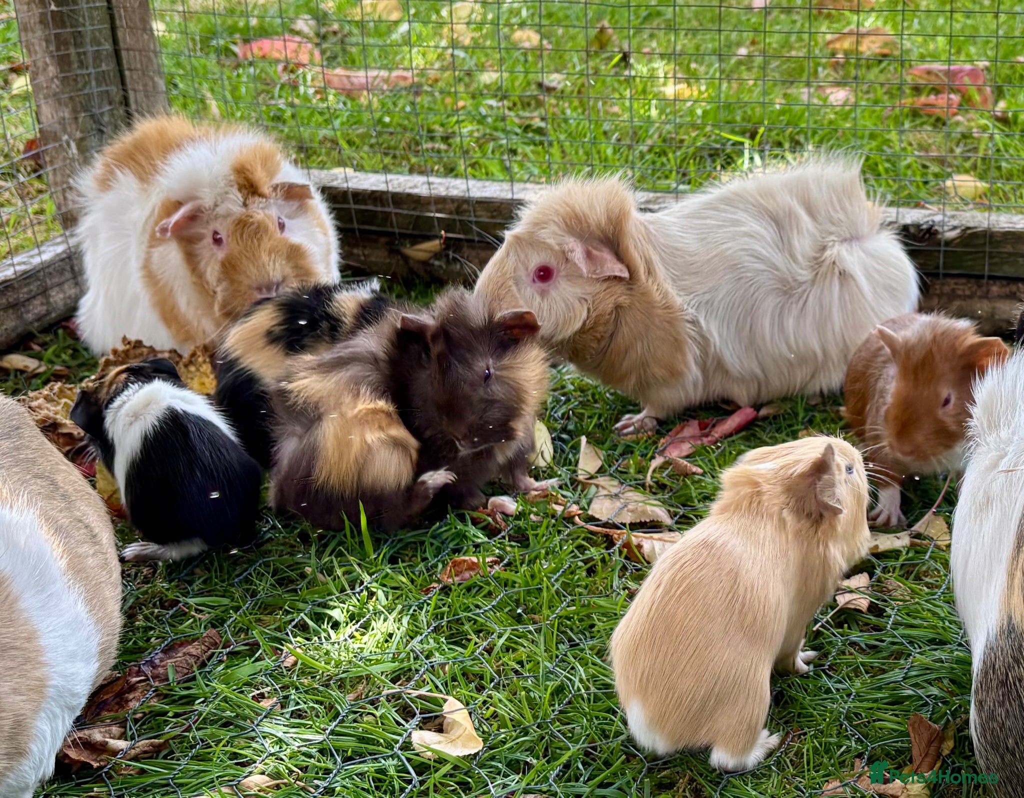 Guinea Pig rodents for sale: Baby Guinea Pigs for sale  - Advert 11