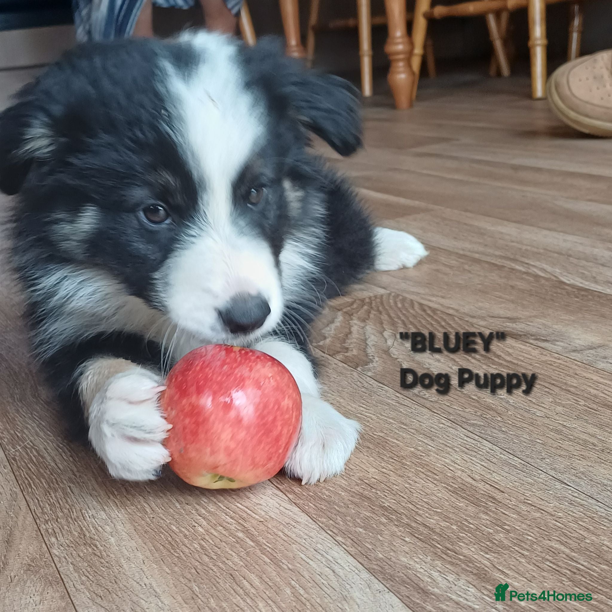 Border Collie dogs Border Collie Boy Puppies Ready Now. - Advert 2