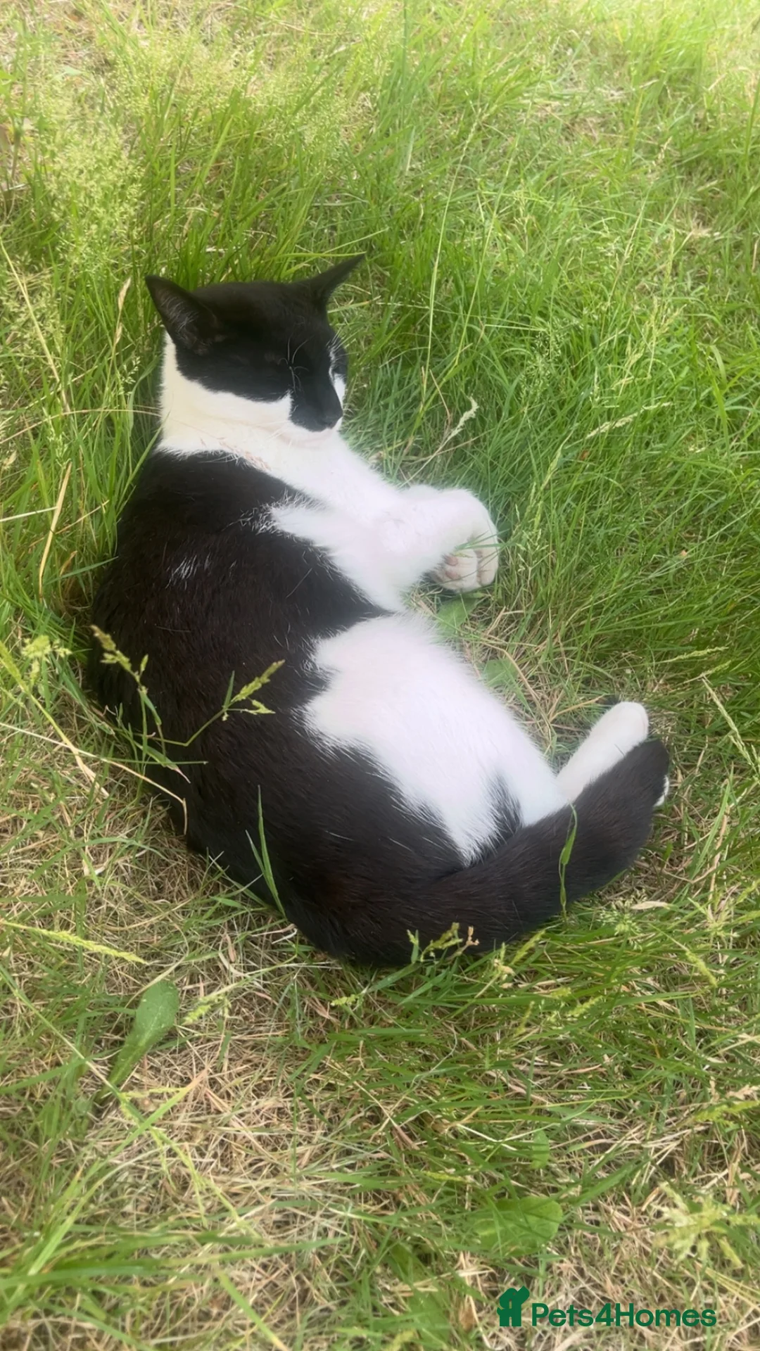 Mixed Breed cats for sale: Female kitten - Advert 1