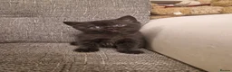 Mixed Breed cats for sale: Scottish straight mother-British shorthair Dad!!! - Advert 14