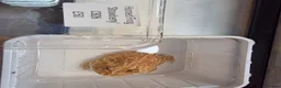 Turtle reptiles for sale: 2 common Snapping only 2 pac man frogs left - Advert 3