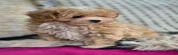 Maltipoo dogs for sale: Amazing Tiny Korean Maltipoo Puppies.  - Advert 21