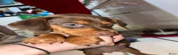 Dachshund dogs for sale: 5 beautiful puppies for sale - Advert 8