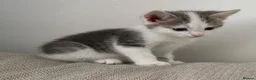 Mixed Breed cats for sale:     4 Beautiful Kittens Ready for Forever Homes ❤️ - Advert 7