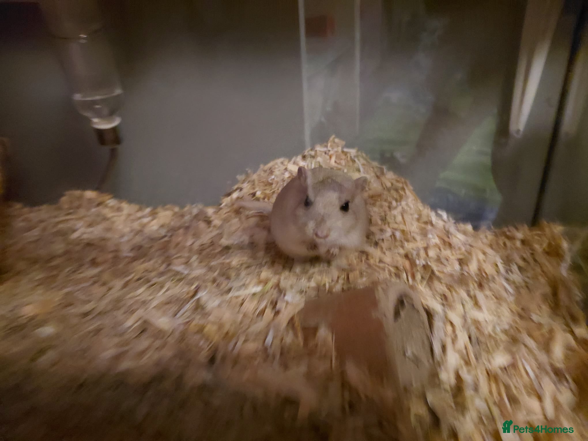 Gerbil rodents 2x male gerbils and tank  - Advert 1