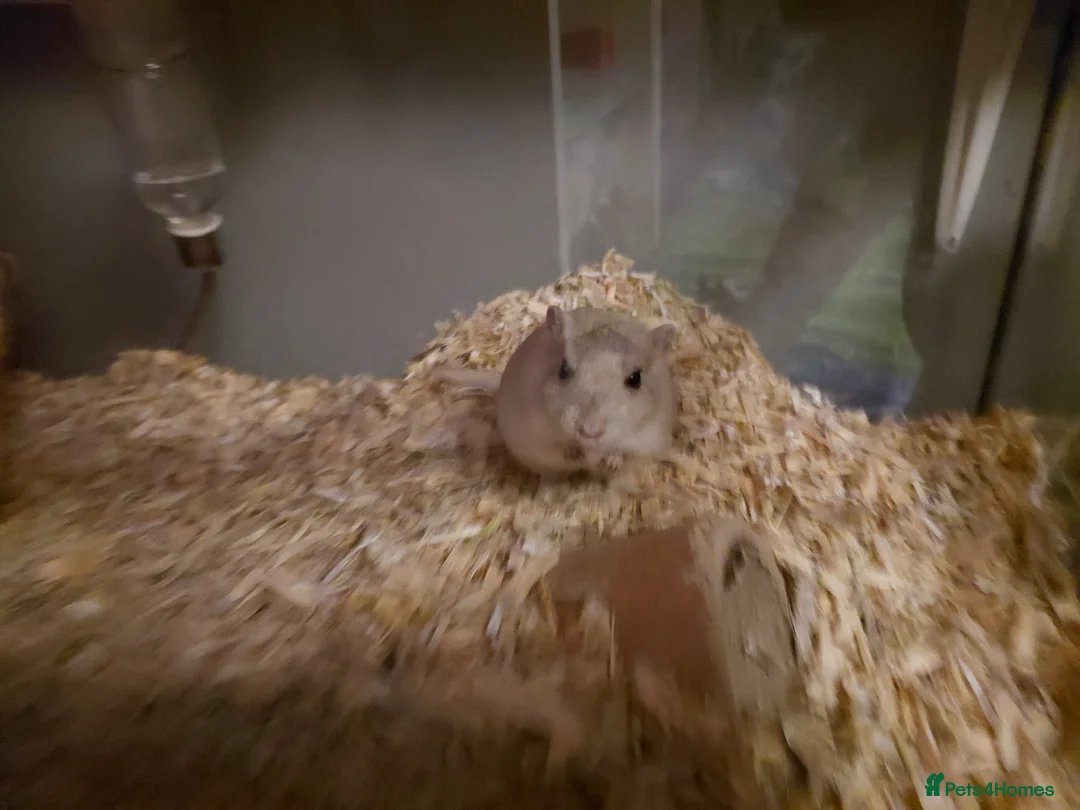 Gerbil rodents for sale: 2x male gerbils and tank  - Advert 1