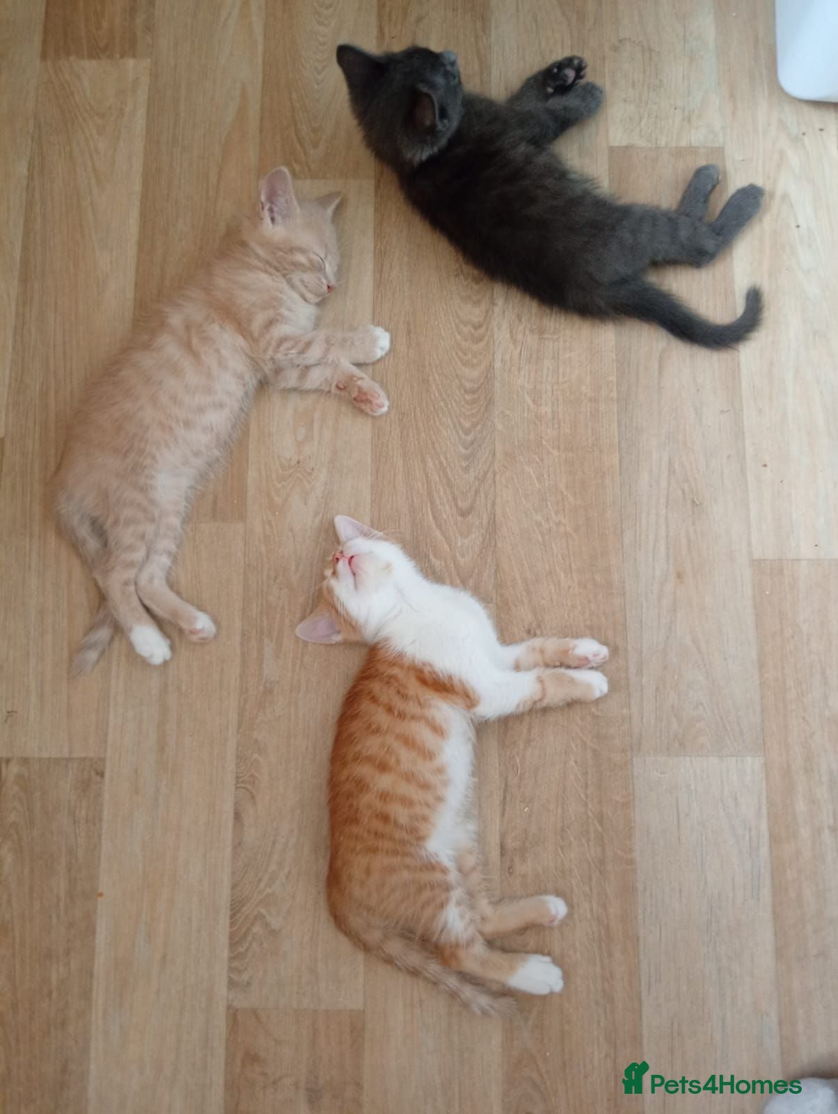 Mixed Breed cats 4 kittens  **   - Advert 2