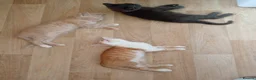 Mixed Breed cats for sale: 4 kittens  **   in Nottingham - Advert 1