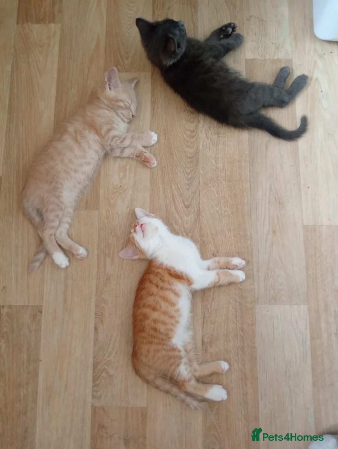 Mixed Breed cats for sale: 4 kittens  **   in Nottingham - Advert 1
