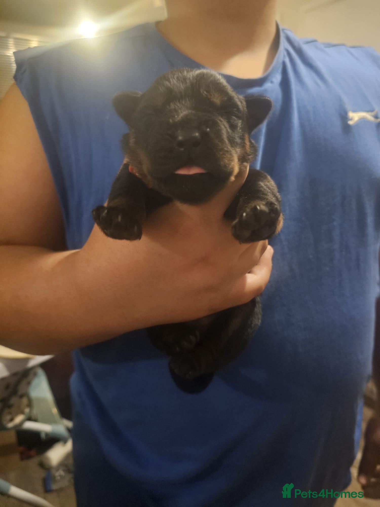 Rottweiler dogs 9 Beautiful Healthy German Rottweilers - Advert 21