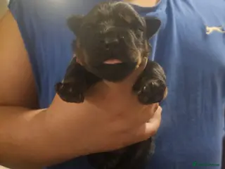 Rottweiler dogs 9 Beautiful Healthy German Rottweilers - Advert 21