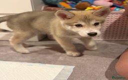 Utonagan dogs for sale: Husky x - Image 4