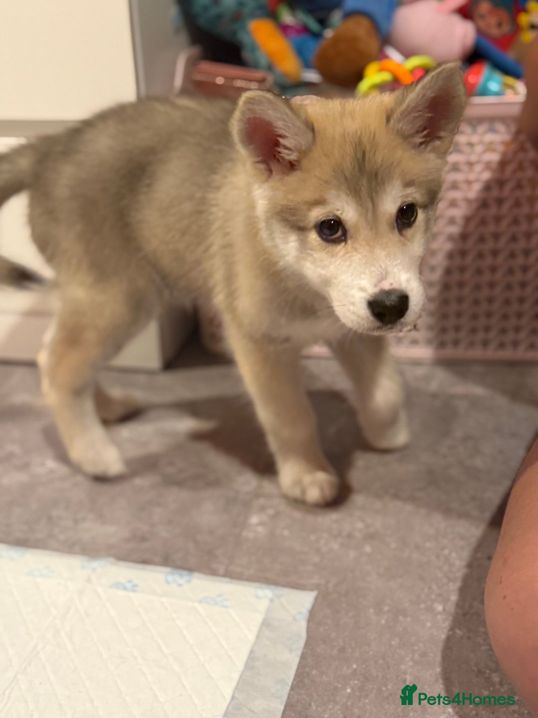 Utonagan dogs for sale: Husky x - Image 4