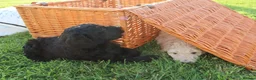 Standard Poodle dogs for sale: Standard Poodle Puppies  in Craigavon - Advert 9