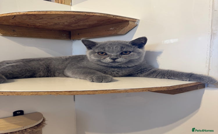 British Shorthair cats for sale - Advert 2