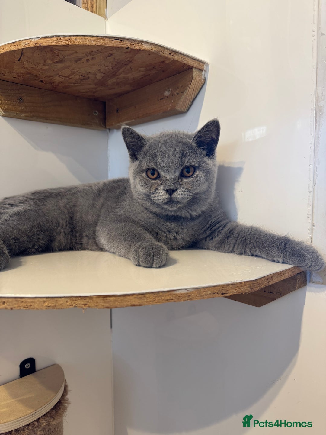 British Shorthair cats for sale:  2 British Shorthair Kittens ready now!  - Image 1