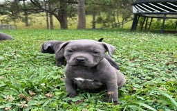 Staffordshire Bull Terrier dogs for sale: Pure English blue Staffy M/F s - Advert 1