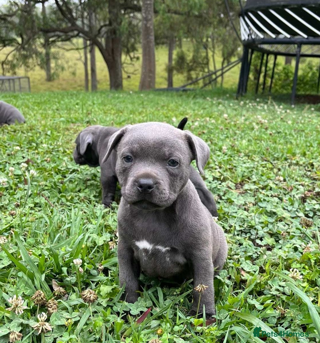 Staffordshire Bull Terrier dogs for sale: Pure English blue Staffy M/F s - Advert 1