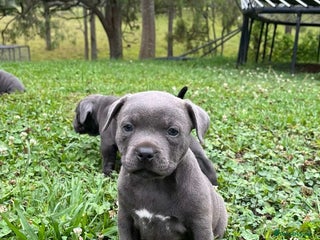 Staffordshire Bull Terrier dogs for sale: Pure English blue Staffy M/F s - Advert 1