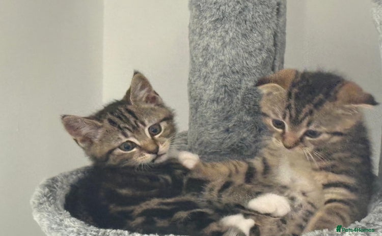 Mixed Breed cats - Advert 10