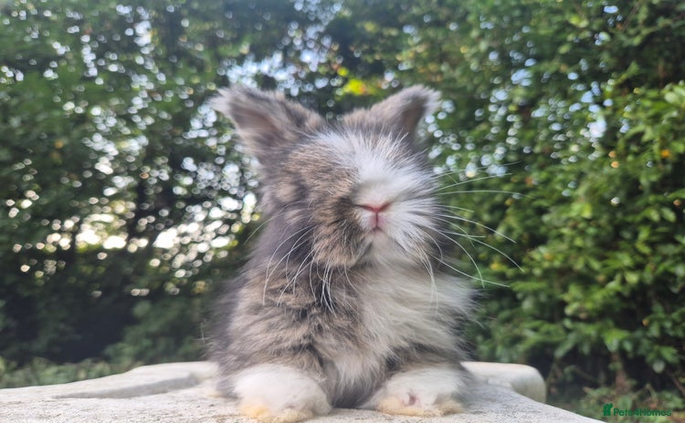 Angora rabbits - Advert 6