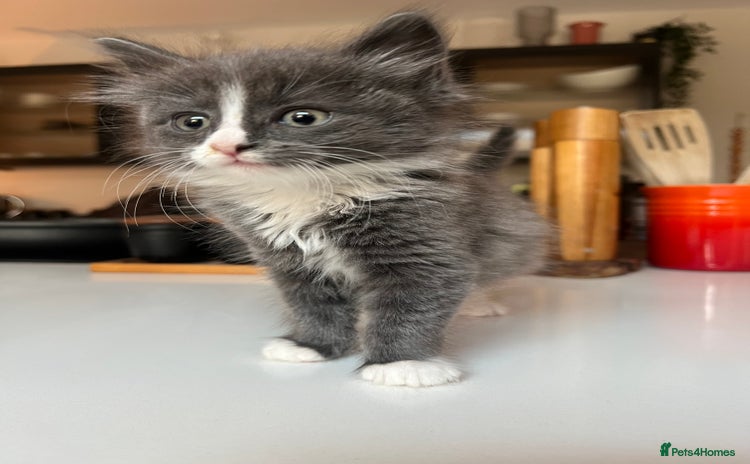 Mixed Breed cats - Advert 14