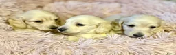 Dachshund dogs for sale: Miniature dachshund extensively health tested - Advert 18