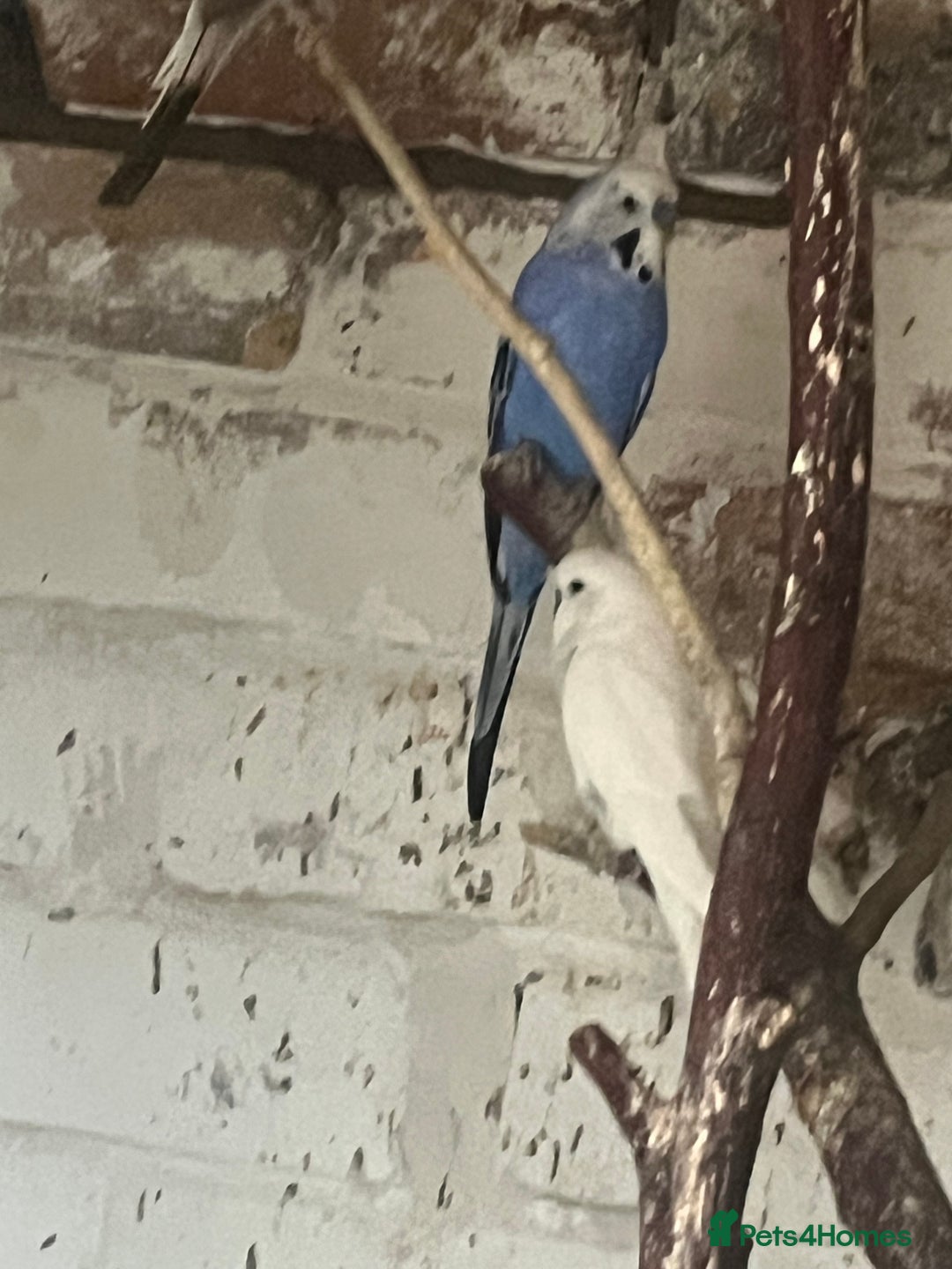 Mixed Breed birds for sale: Budgies for sale - Advert 8