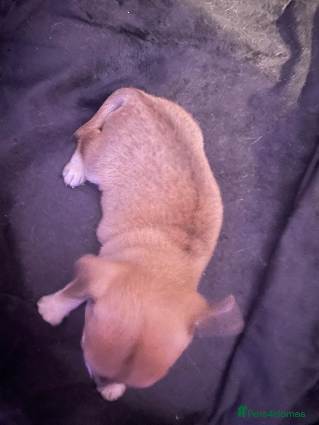 Chihuahua dogs for sale: Chihuahua puppy  - Advert 10