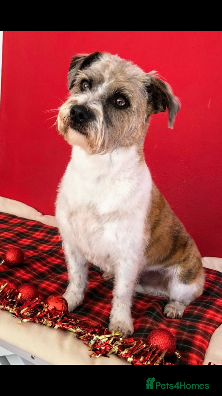 Mixed Breed dogs Oscar for stud - Advert 1