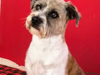 Mixed Breed dogs Oscar for stud - Advert 9