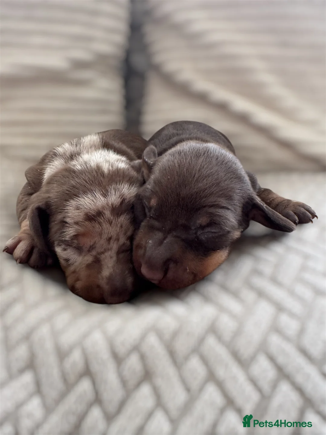 Miniature Dachshund dogs for sale: Stunning quality mini dachshund girls true to type - Advert 2