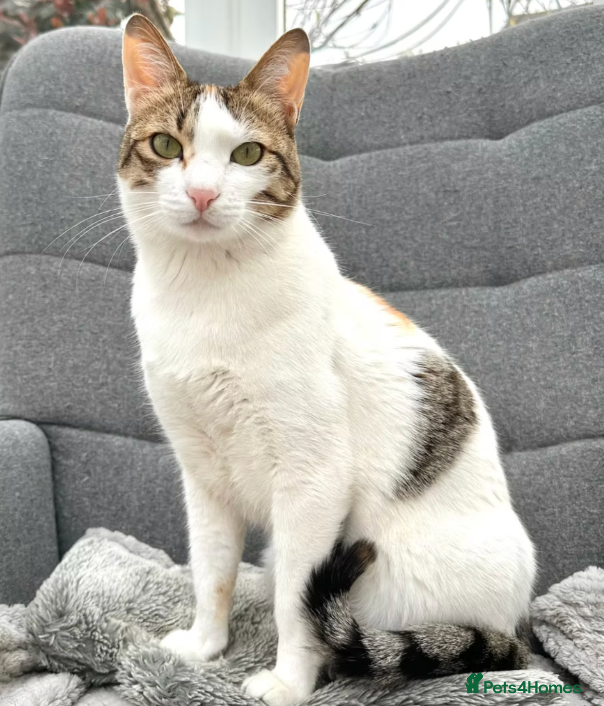 Mixed Breed cats Female Cat for Adoption - Advert 1