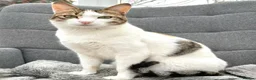 Mixed Breed cats for adoption: Female Cat for Adoption - Advert 1