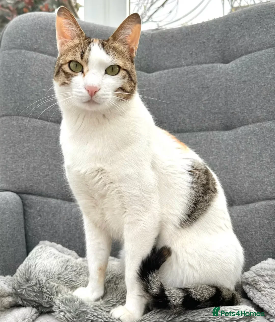 Mixed Breed cats for adoption: Female Cat for Adoption - Advert 1
